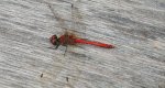 Szablak krwisty (Sympetrum sanguineum)