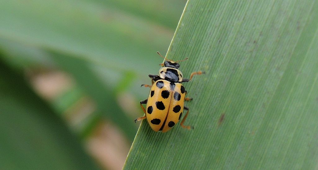 Czerwonka trzynastokropka (Hippodamia tredecimpunctata)