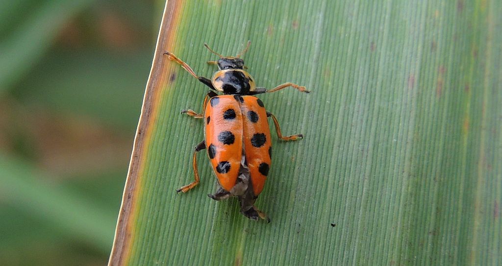 Czerwonka trzynastokropka (Hippodamia tredecimpunctata)
