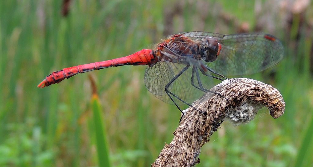 Szablak krwisty (Sympetrum sanguineum)