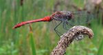 Szablak krwisty (Sympetrum sanguineum)