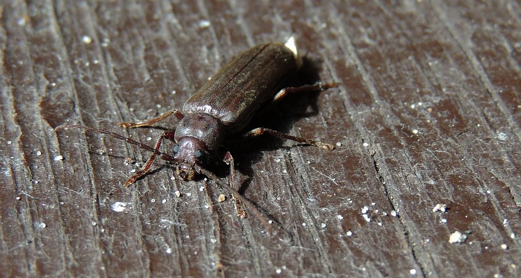 Wykarczak sosnowiec (Arhopalus rusticus)