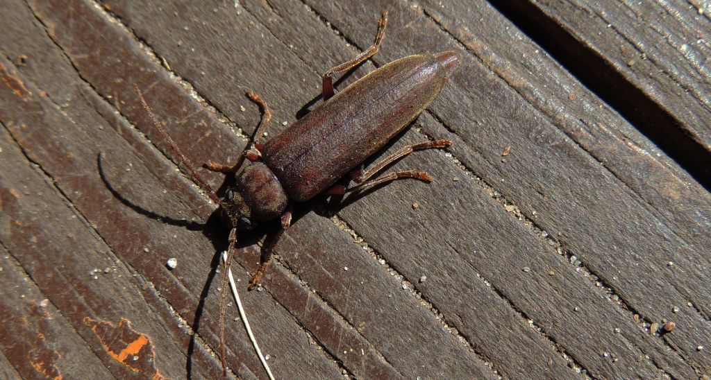 Wykarczak sosnowiec (Arhopalus rusticus)