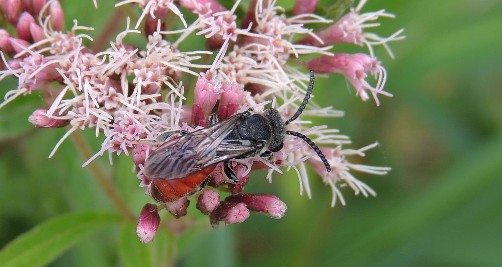 Nęczyn (Sphecodes albilabris)