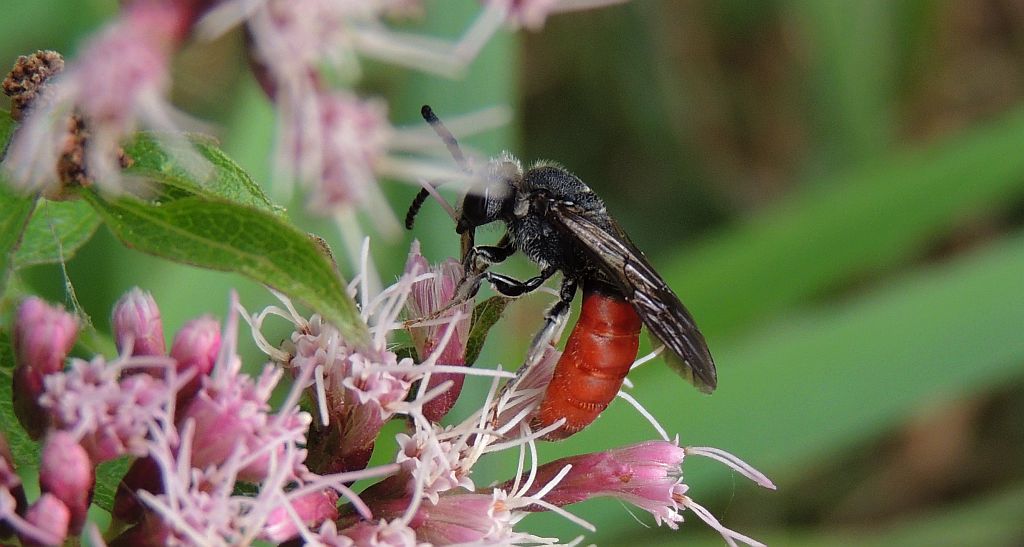 Nęczyn (Sphecodes albilabris)