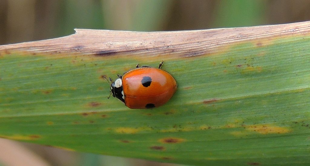Biedronka dwukropka (Adalia bipunctata)