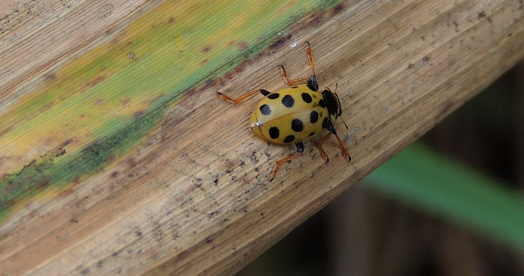 Czerwonka trzynastokropka (Hippodamia tredecimpunctata)