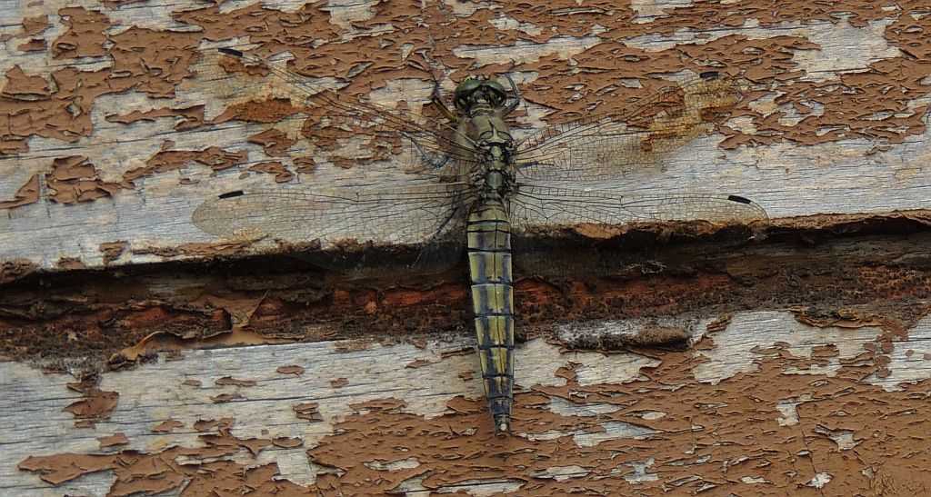 Lecicha białoznaczna (Orthetrum albistylum)