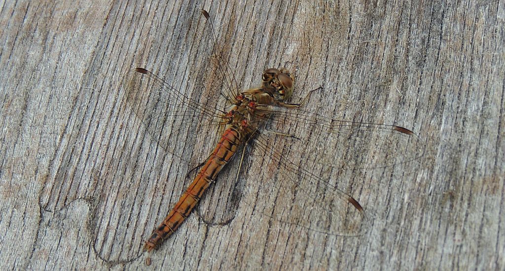 Szablak późny (Sympetrum striolatum)