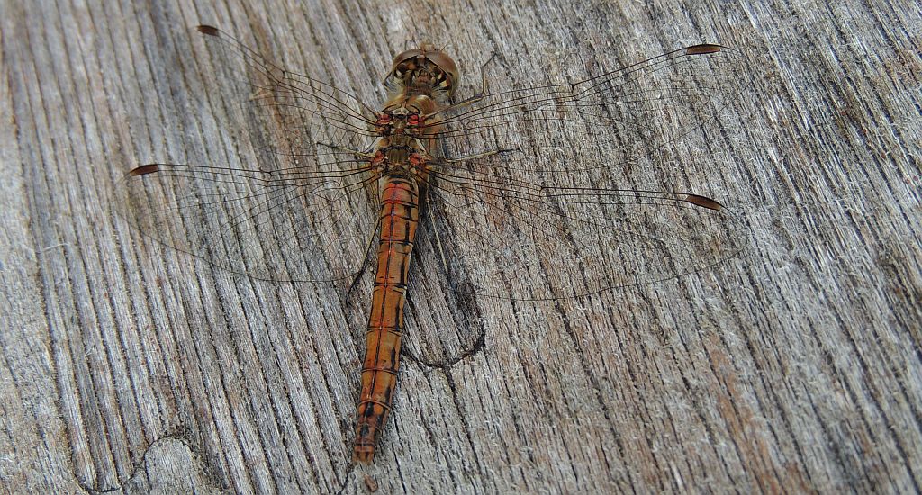 Szablak późny (Sympetrum striolatum)