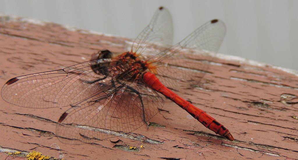 Szablak krwisty (Sympetrum sanguineum)