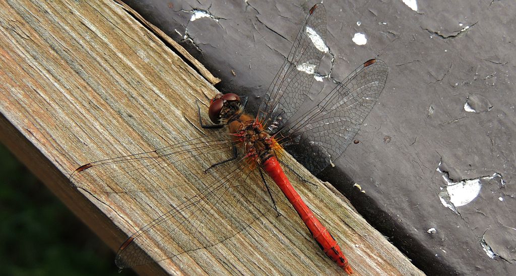 Szablak krwisty (Sympetrum sanguineum)