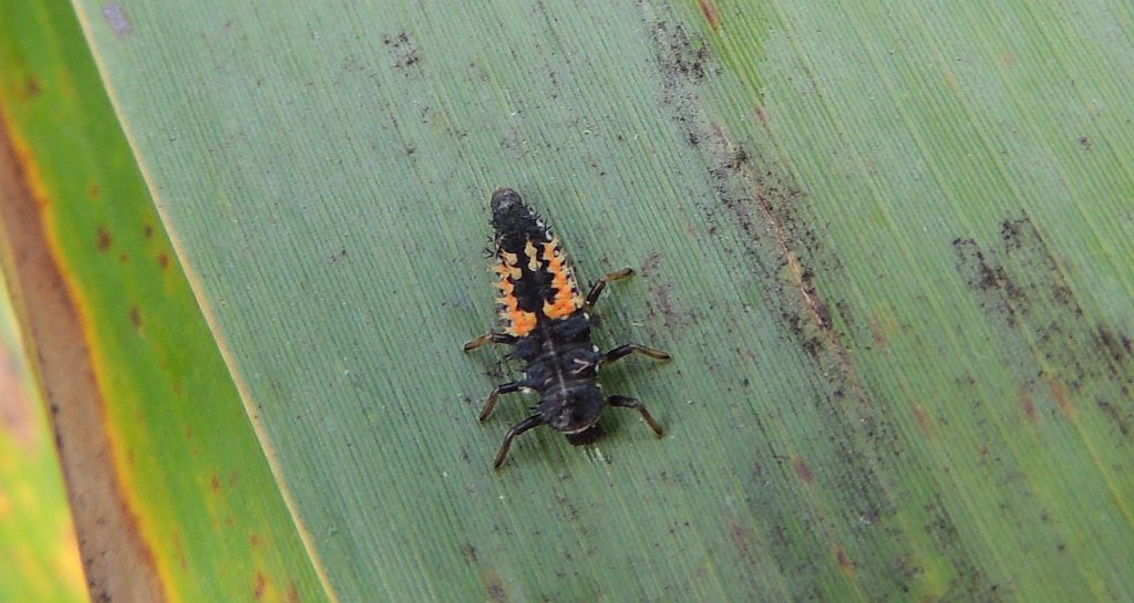 Biedronka dwukropka (Adalia bipunctata)
