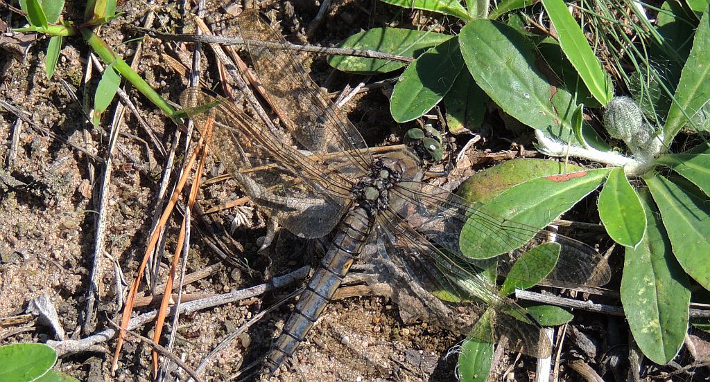 Lecicha pospolita (Orthetrum cancellatum)