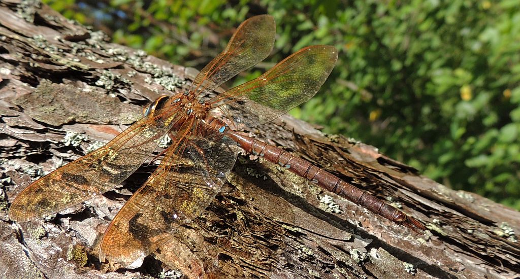 Żagnica wielka (Aeshna grandis)