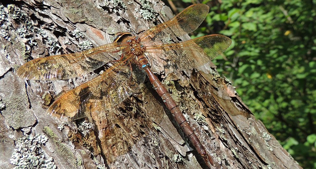 Żagnica wielka (Aeshna grandis)
