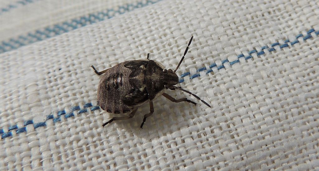 Strojnica baldaszkówka (Graphosoma lineatum)