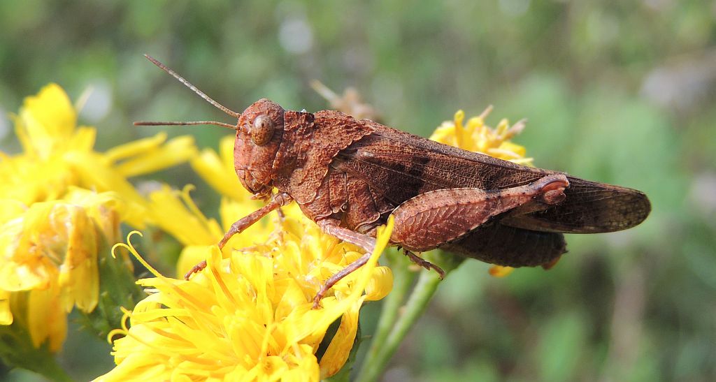 Siwoszek czerwony (Oedipoda germanica)