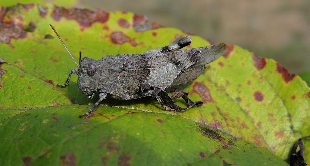 Siwoszek błękitny (Oedipoda caerulescens)
