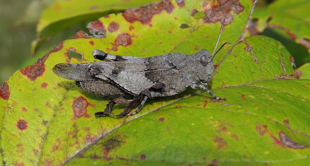 Siwoszek błękitny (Oedipoda caerulescens)