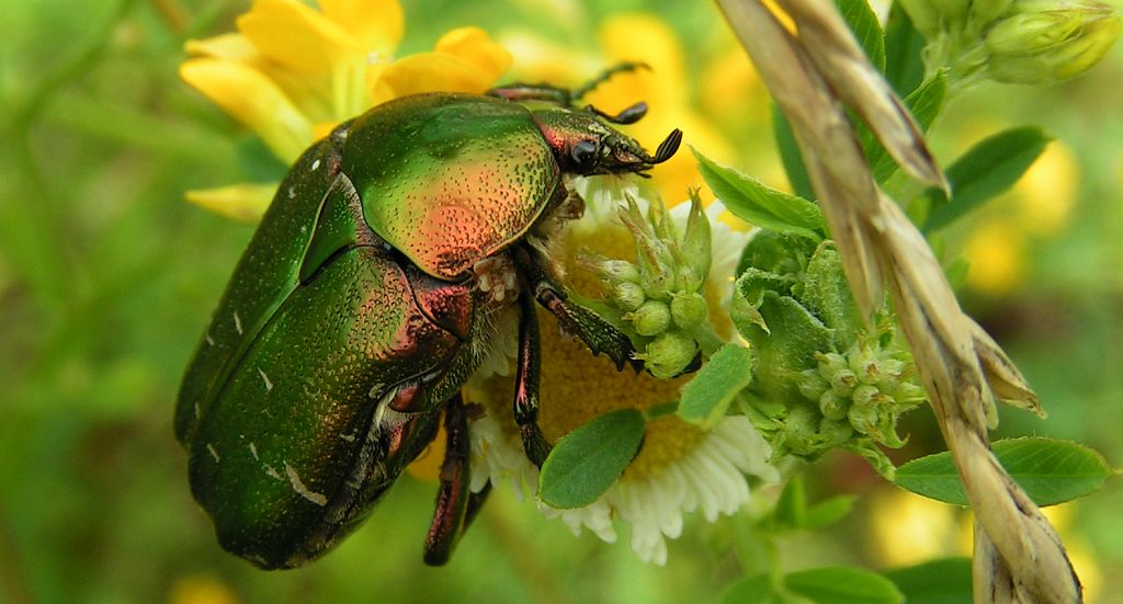 Kruszczyca złotawka (Cetonia aurata)