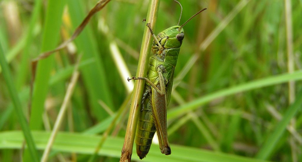 Skoczek zielony (Omocestus viridulus)