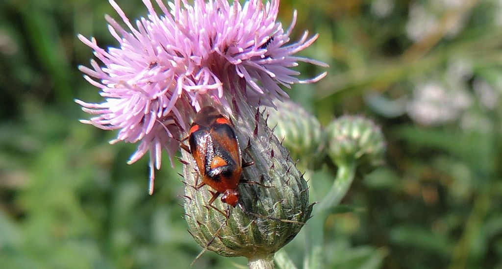 Błyszczek elegancik (Deraeocoris ruber)