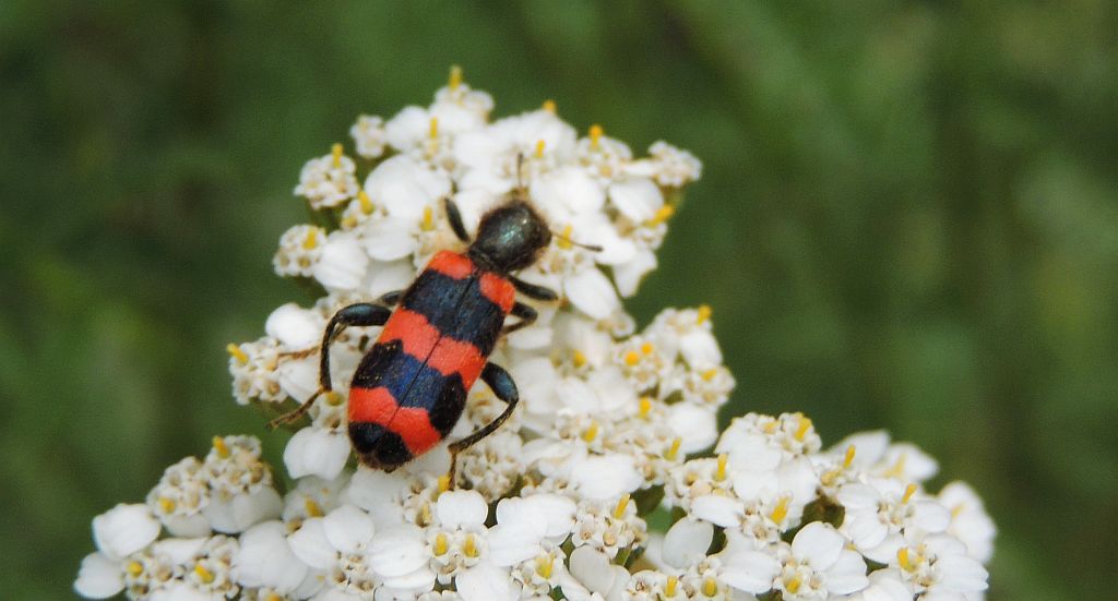 Barciel pszczołowiec (Trichodes apiarius)