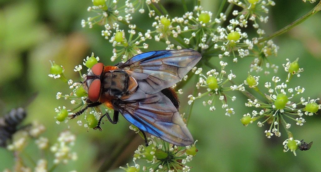 Phasia hemiptera