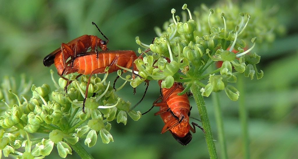 Zmięk żółty (Rhagonycha fulva)