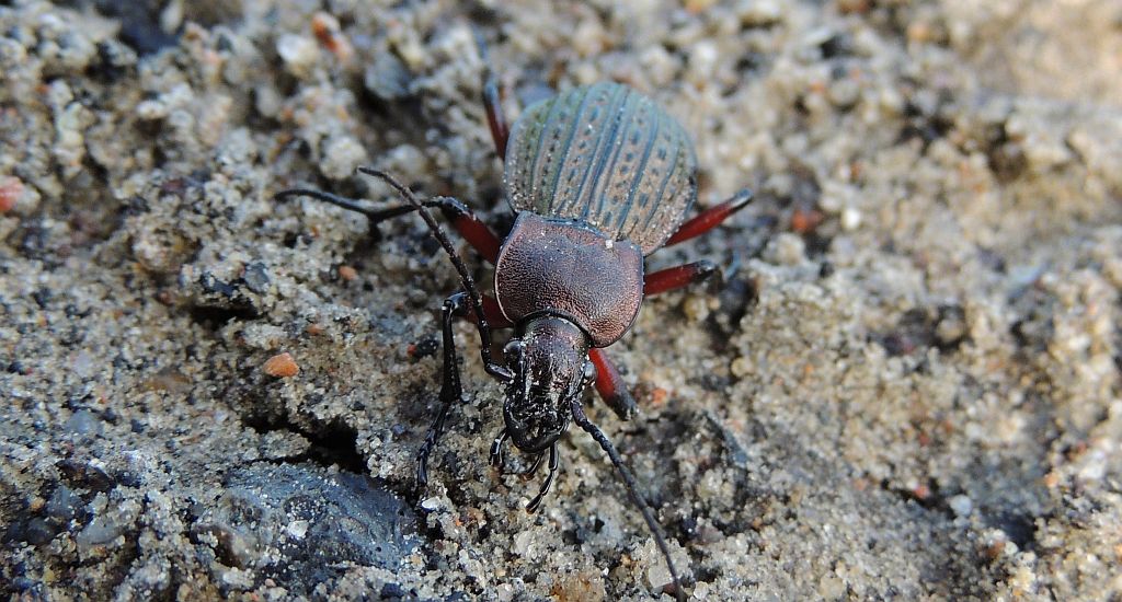 Biegacz granulowany (Carabus granulatus)