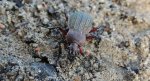 Biegacz granulowany (Carabus granulatus)
