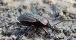 Biegacz granulowany (Carabus granulatus)