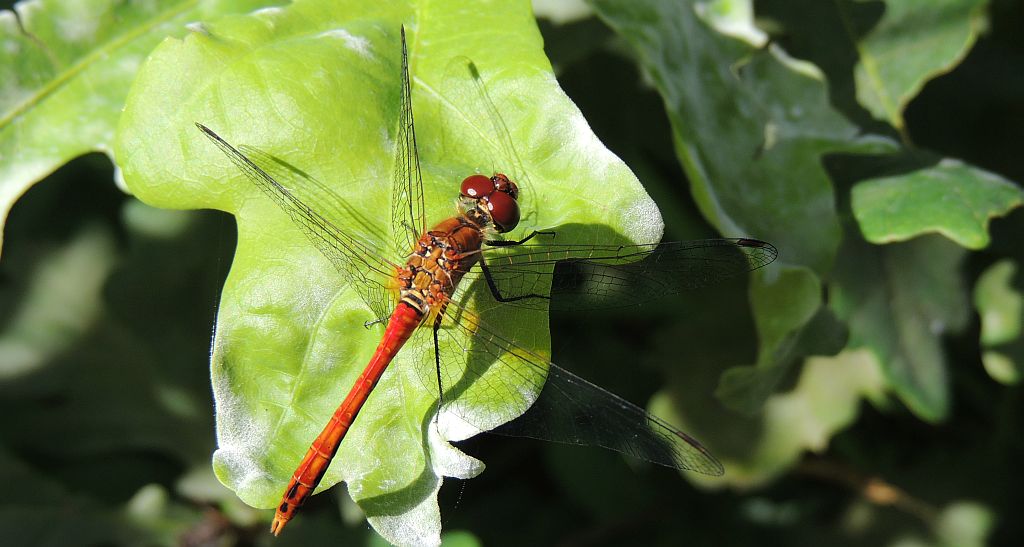 Szablak krwisty (Sympetrum sanguineum)