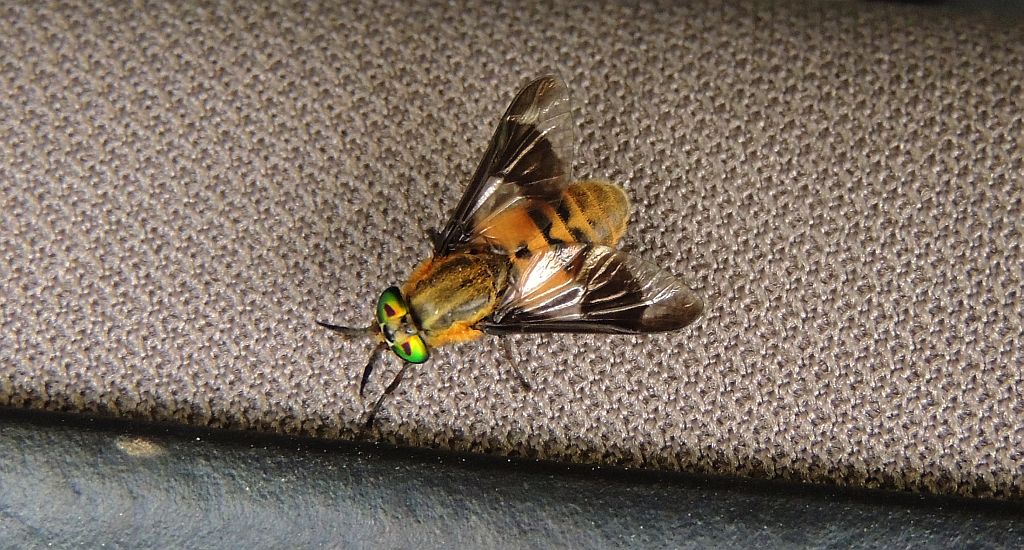 Ślepak pospolity (Chrysops caecutiens)