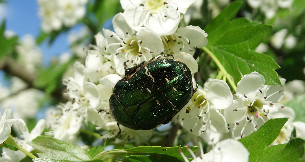Kruszczyca złotawka (Cetonia aurata)