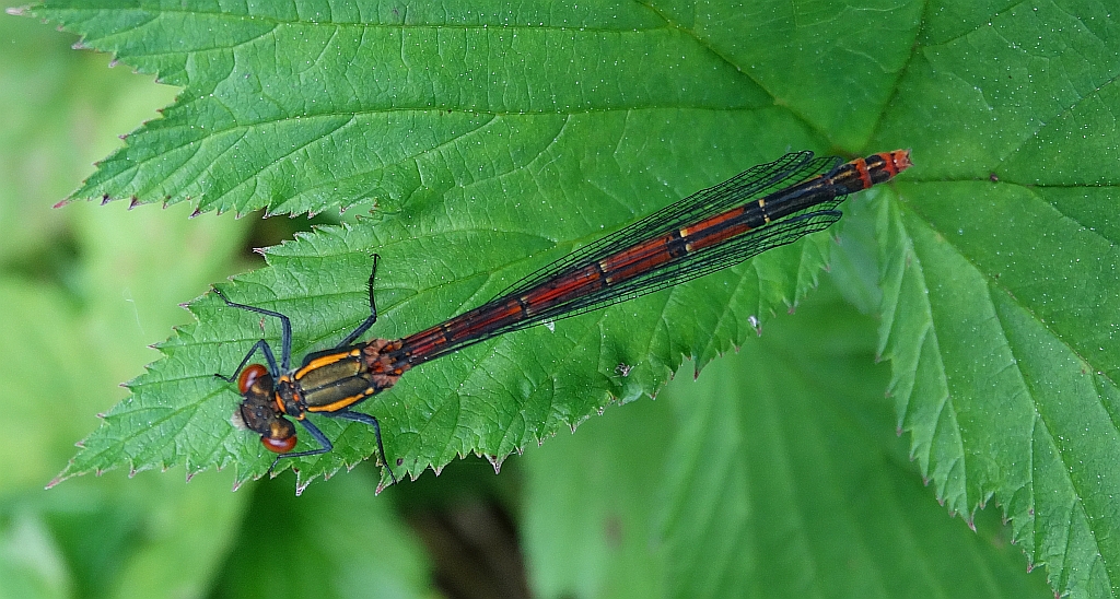 Łunica czerwona (Pyrrhosoma nymphula)