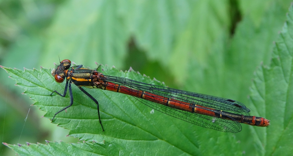 Łunica czerwona (Pyrrhosoma nymphula)