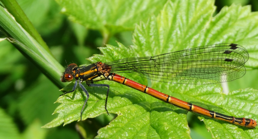 Łunica czerwona (Pyrrhosoma nymphula)