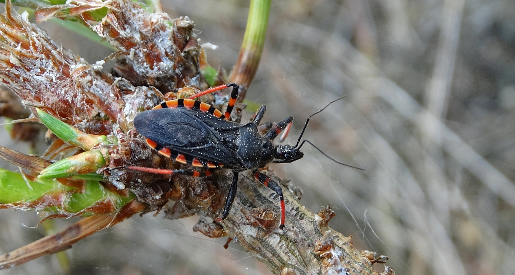 Srogoń napastnik (Rhinocoris annulatus)