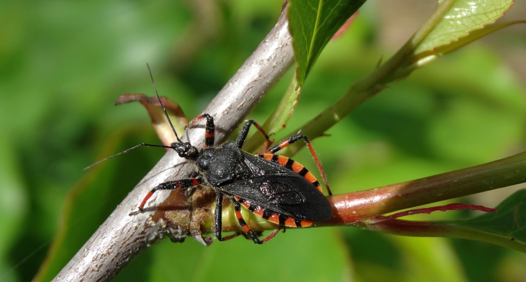 Srogoń napastnik (Rhinocoris annulatus)