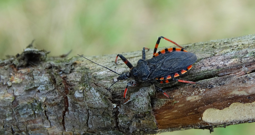 Srogoń napastnik (Rhinocoris annulatus)