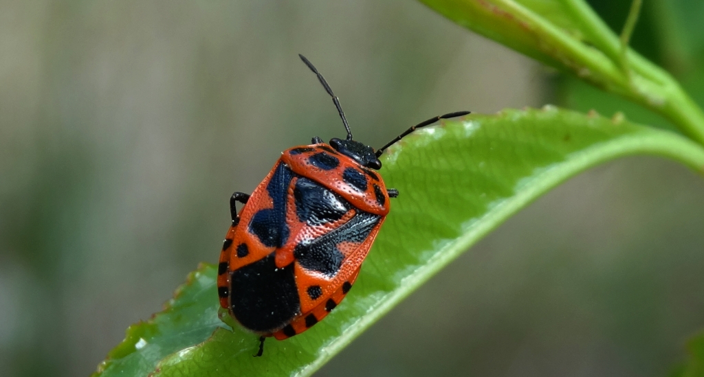 Warzywnica ozdobna (Eurydema ornatum syn. Eurydema ornata)