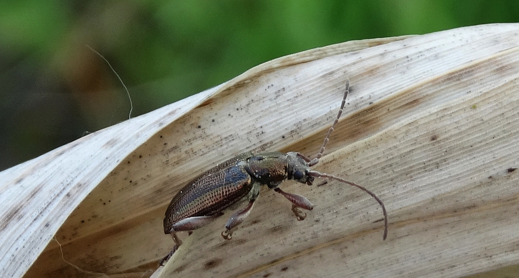 Rzęślica mannówka (Donacia semicuprea)