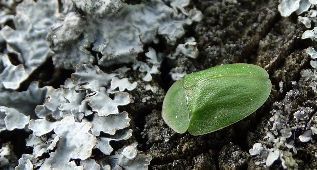 Tarczyk zielony (Cassida viridis)