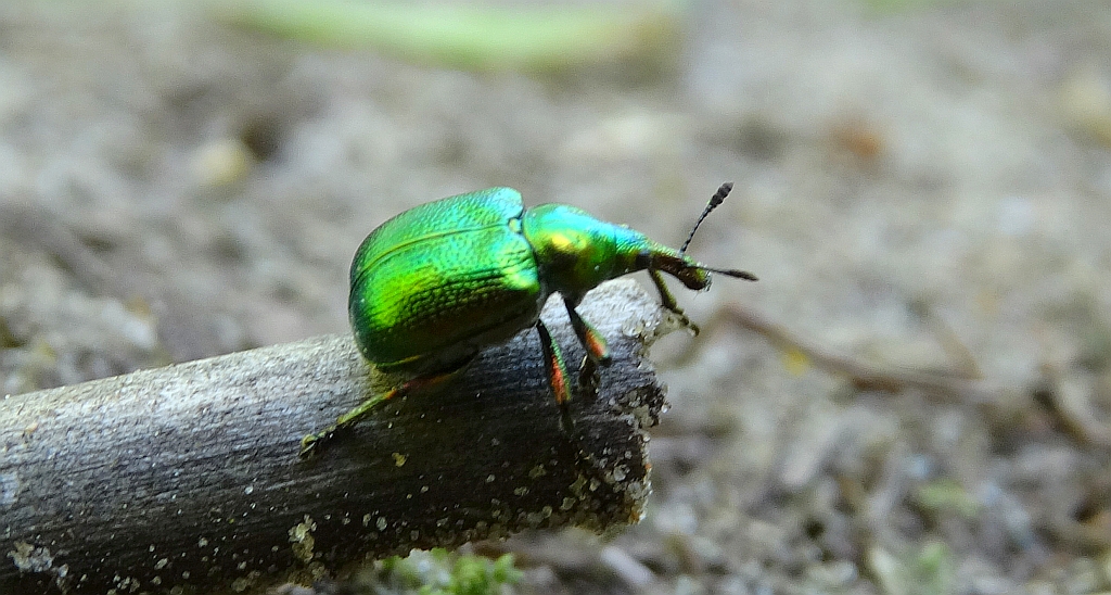 Tutkarz osinowiec (Byctiscus populi)