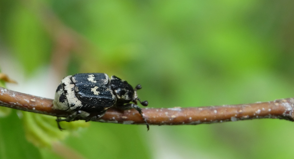 Koślawka, krzywonóg półskrzydlak (Valgus hemipterus)