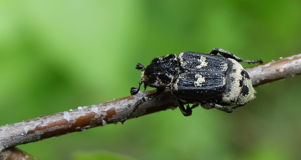 Koślawka, krzywonóg półskrzydlak (Valgus hemipterus)