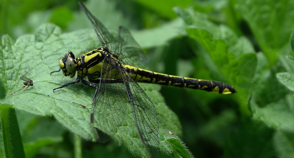 Gadziogłówka pospolita (Gomphus vulgatissimus)