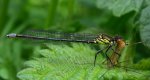 Oczobarwnica większa (Erythromma najas)